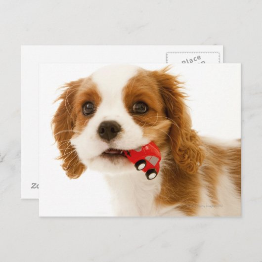 Koning Charles Spaniel met rode auto in haar mond. Briefkaart (Voorkant / Achterkant)