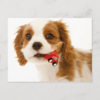 Koning Charles Spaniel met rode auto in haar mond.