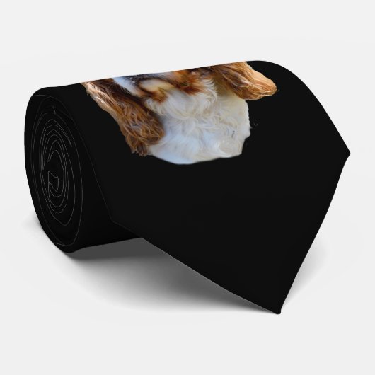 Koning Charles Spaniel, Stropdas (Opgerold)