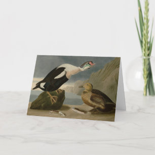 Koning Duck (King Eider) Audubon's Birds of Americ Kaart