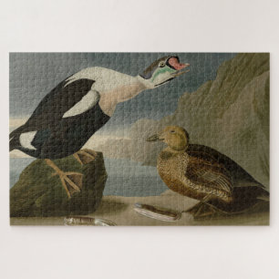Koning Duck (King Eider) Audubon's Birds of Americ Legpuzzel