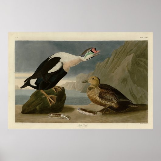 Koning Duck (King Eider) Audubon's Birds of Americ Poster (Voorkant)