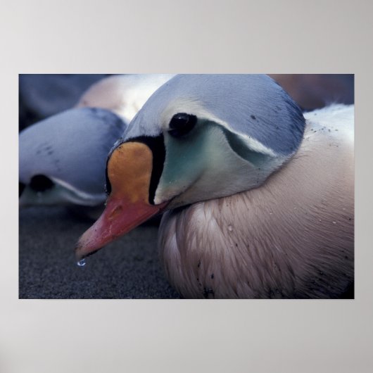 koning eider man canvas print (Voorkant)