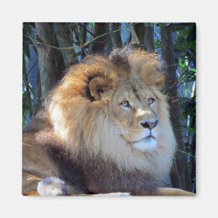 koning leeuw magneet