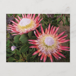 Koning Protea (Protea Cynaroides), Helderberg Briefkaart