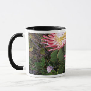 Koning Protea (Protea Cynaroides), Helderberg Mok