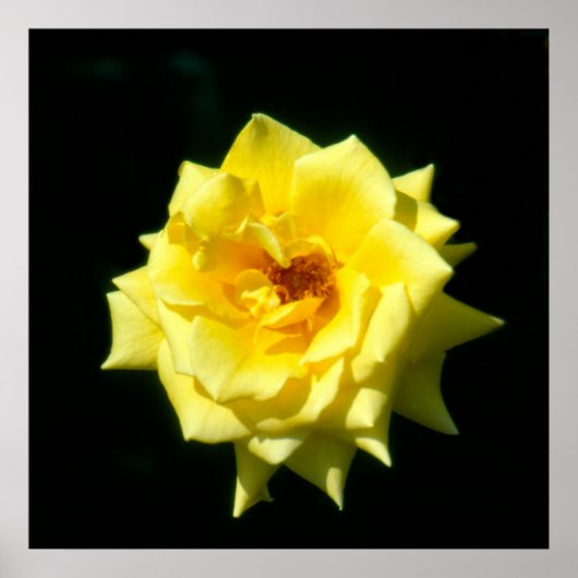 Koning Ransom, hybride thee-roos Poster (Voorkant)