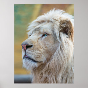 Koning van de Oerwoud Lon Print Poster Art Wall