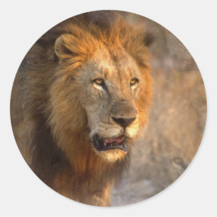 Koning van het Oerwoud Sticker