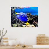 Koningentang en gele tang poster (Keuken)