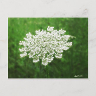 Koningin Anne's Lace 1 (Wilde wortel) Briefkaart