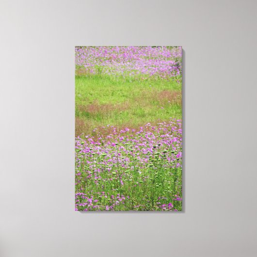 Koningin Anne's Lace Daucus carota) Canvas Afdruk (Voorkant)
