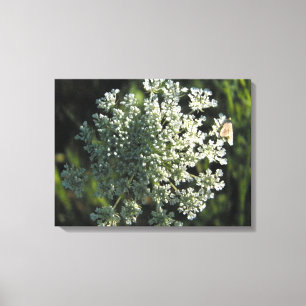Koningin Anne's Lace Flower Afbeelding Canvas Afdruk