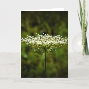 Koningin Anne's Lace, kaart