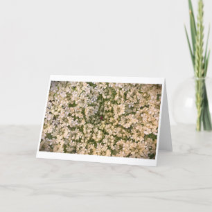 Koningin Anne's Lace, kaart