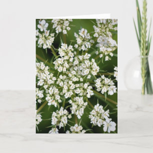 Koningin Anne's Lace, kaart