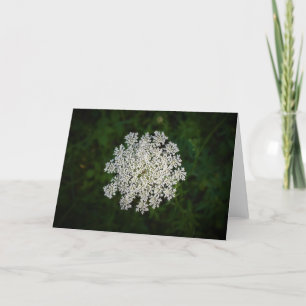 Koningin Anne's Lace, kaart