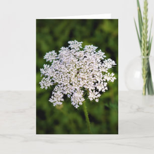 Koningin Anne's Lace, kaart