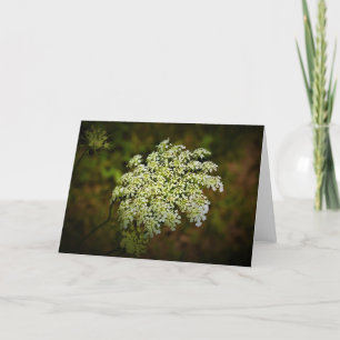 Koningin Anne's Lace, kaart