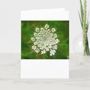 Koningin Anne's Lace, kaart