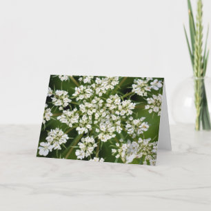 Koningin Anne's Lace, kaart