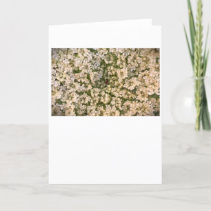 Koningin Anne's Lace, kaart