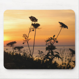 Koningin Anne's Lace op Sunset - Fishers Island, N Muismat