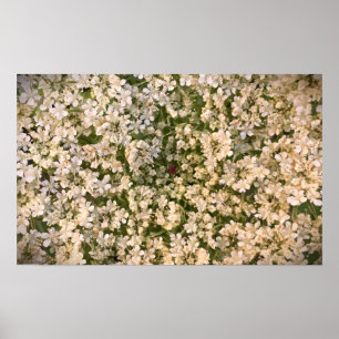 Koningin Anne's Lace Poster