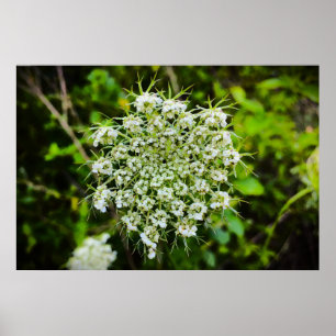 Koningin Anne's Lace Poster