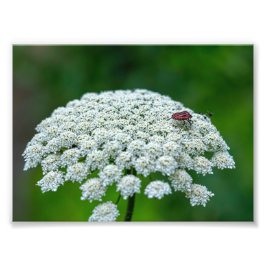 Koningin Anne's Lace White Wild Carrot Flower Foto Afdruk