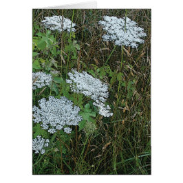Koningin Anne's Lace White Wild Flower