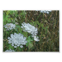 Koningin Anne's Lace White Wild Flower