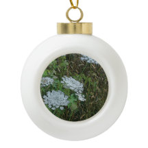 Koningin Anne's Lace White Wild Flower