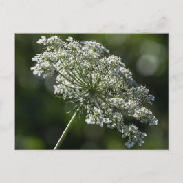 Koningin Anne's Lace White Wildflower Briefkaart