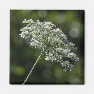 Koningin Anne's Lace White Wildflower Magnet Magneet