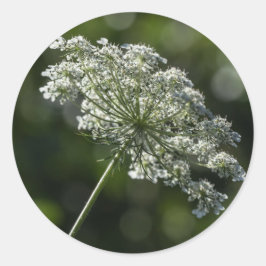koningin Anne's Lace White Wildflower Stickers