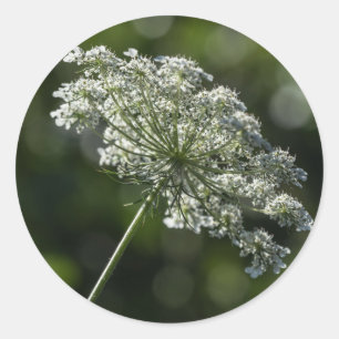 koningin Anne's Lace White Wildflower Stickers