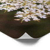 Koningin Anne's poster (Hoek)