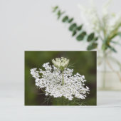 Koningin Ann's Lace Briefkaart (Staand voorkant)