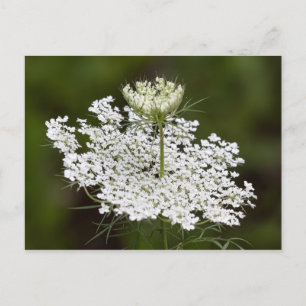 Koningin Ann's Lace Briefkaart