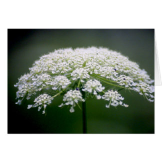 Koningin Ann's Lace Flower