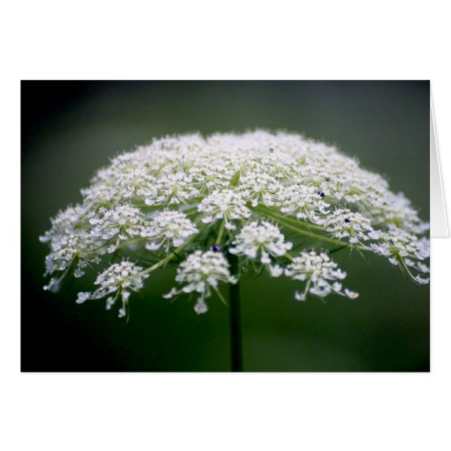 Koningin Ann's Lace Flower (Voorkant Horizontaal)