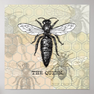 Koningin Bij Illustratie Insect Poster