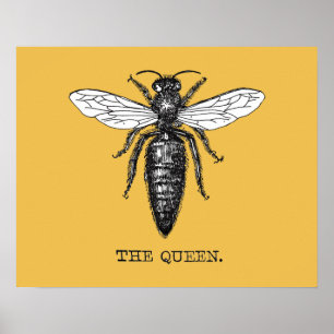Koningin Bij Illustratie Insect Poster