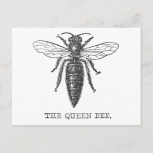 Koningin Bij Insect Antieke Illustratie Briefkaart