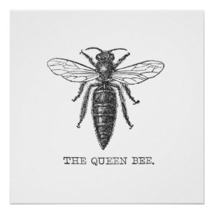 Koningin Bij Insect Antieke Illustratie Perfect Poster