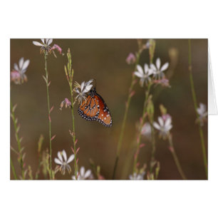 Koningin Butterfly en molenroos