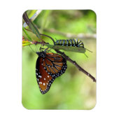 Koningin Butterfly en Monarch Caterstyle Magneet (Verticaal)