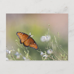 Koningin Butterfly in het daglicht Briefkaart