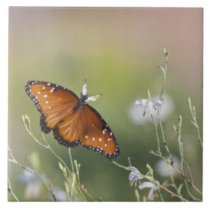 Koningin Butterfly in het daglicht Tegeltje